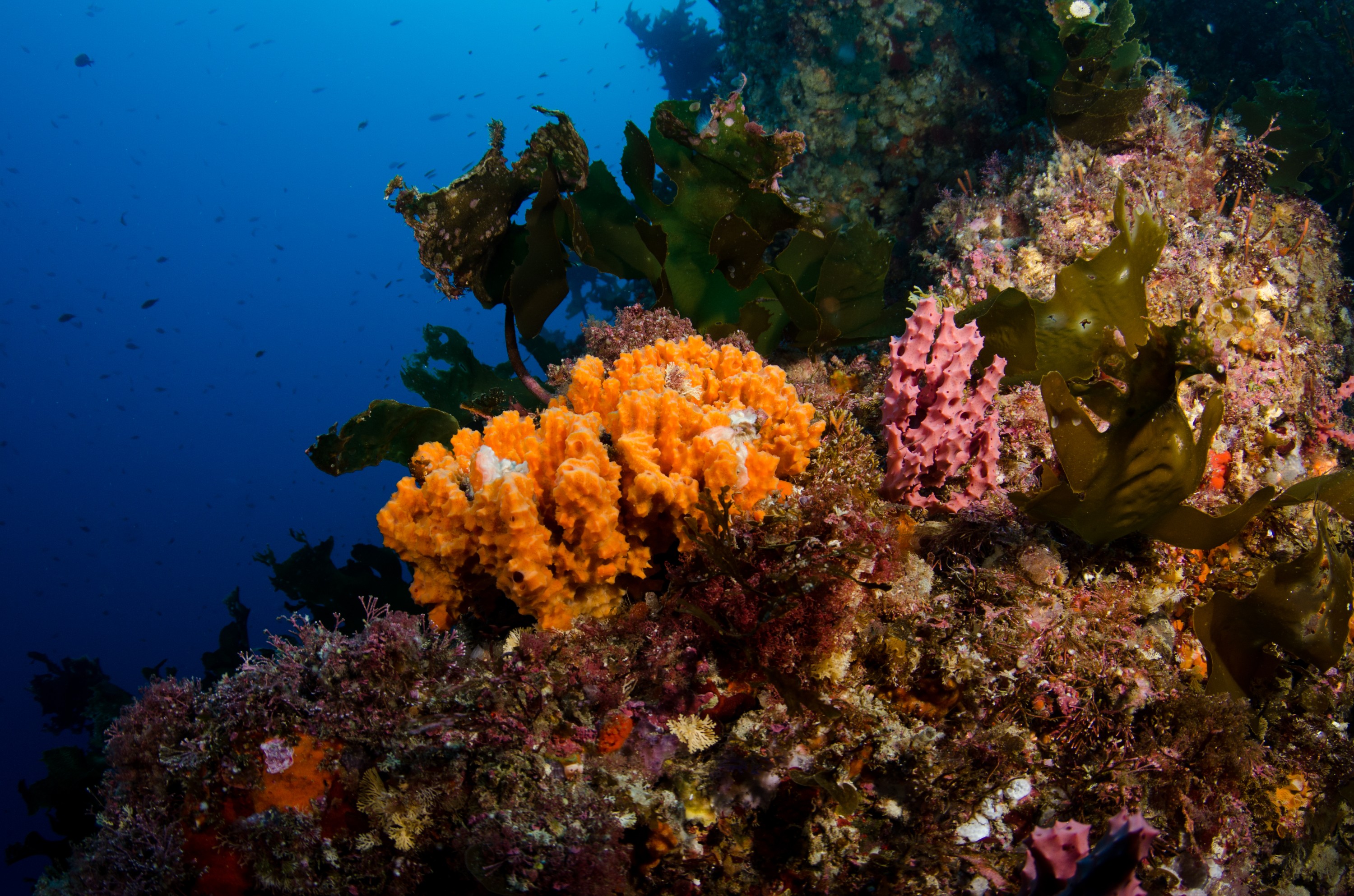 DSC_7877 – Underwater, Underwater, Colourful, Sponge, reef, wide angle, unknown, poor, knights, marine, reserve, Crispin, marine, new zealand, zealand, new, nz,